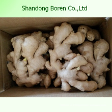 100% Nature Ginger bon marché de Chine